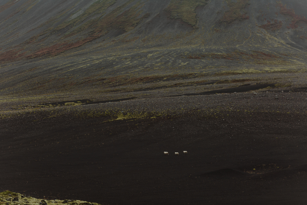 Berserkjahraun-lava-field-iceland-sheep-for-scale
