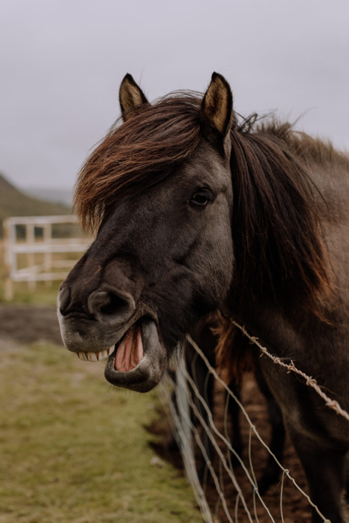 funny-icelandic-horse