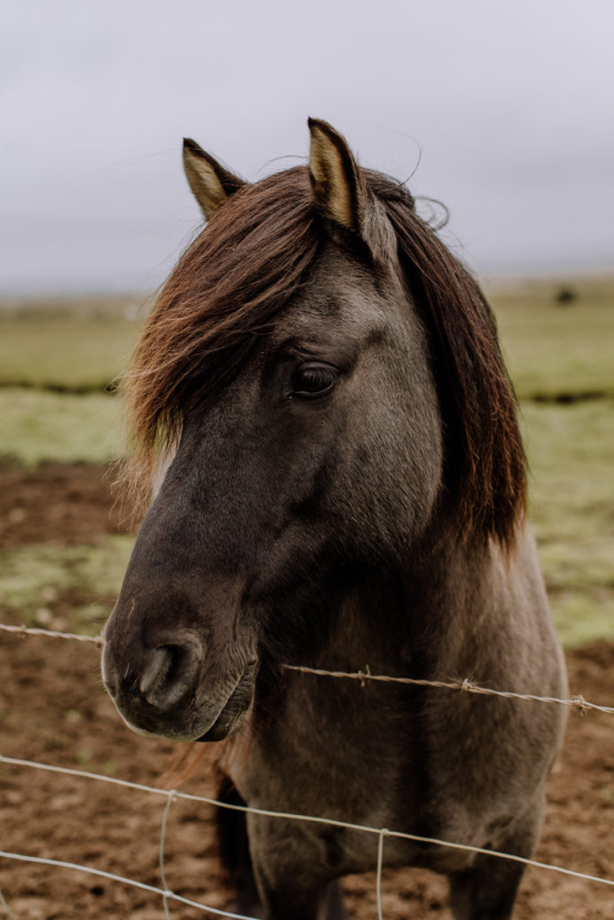 black-icelandic-horse