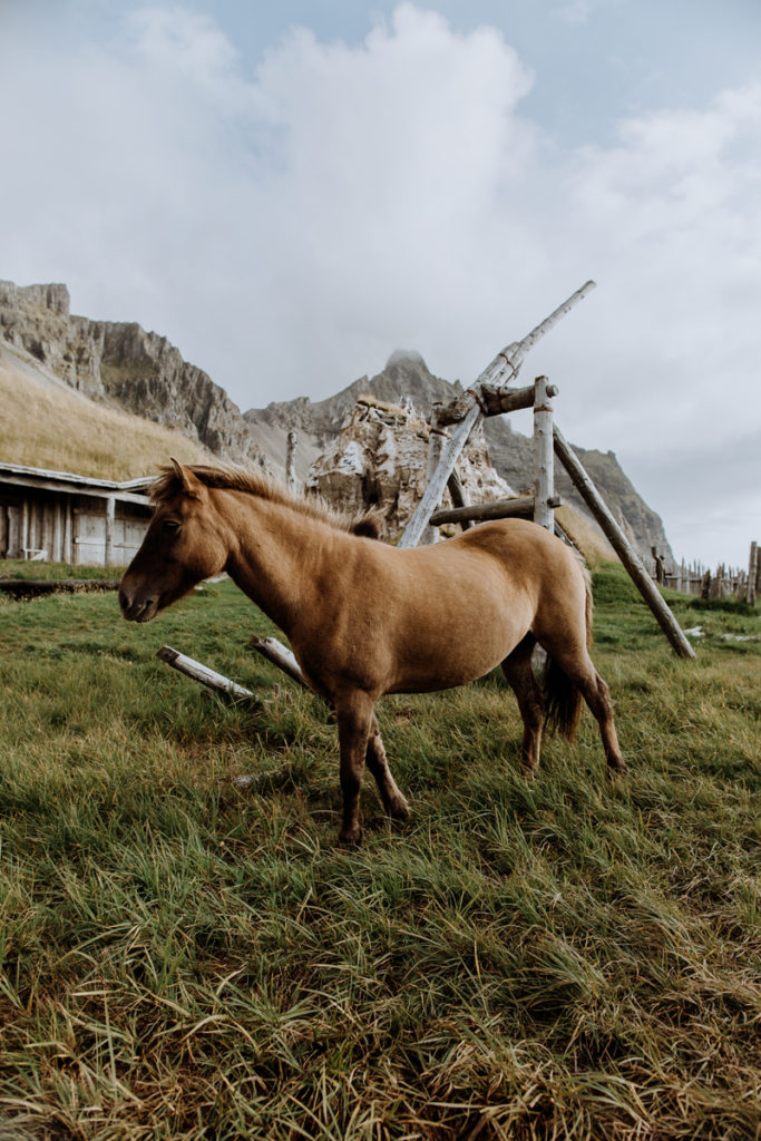 icelandic-horse-photography
