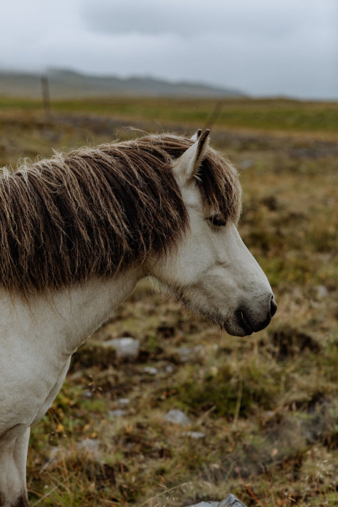 white-icelandic-horse