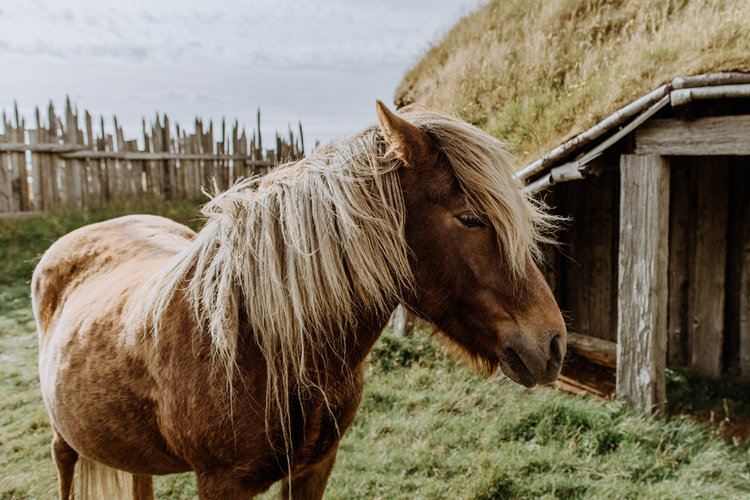 photographing-iceland-horse