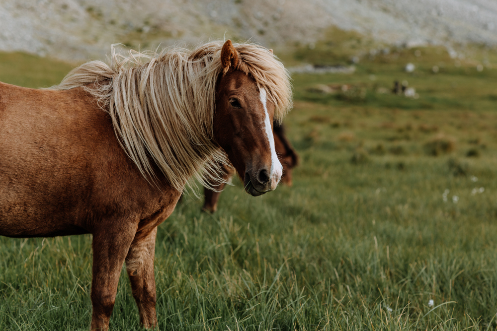 icelandic-pony