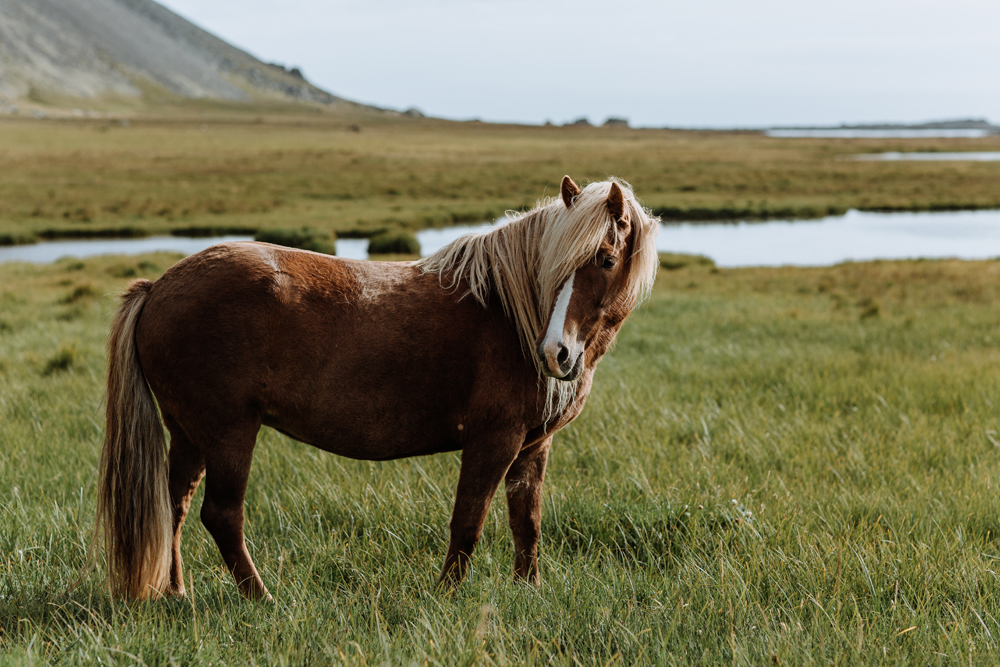 icelandic-horse-photos