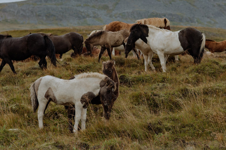white-icelandic-horses-photo