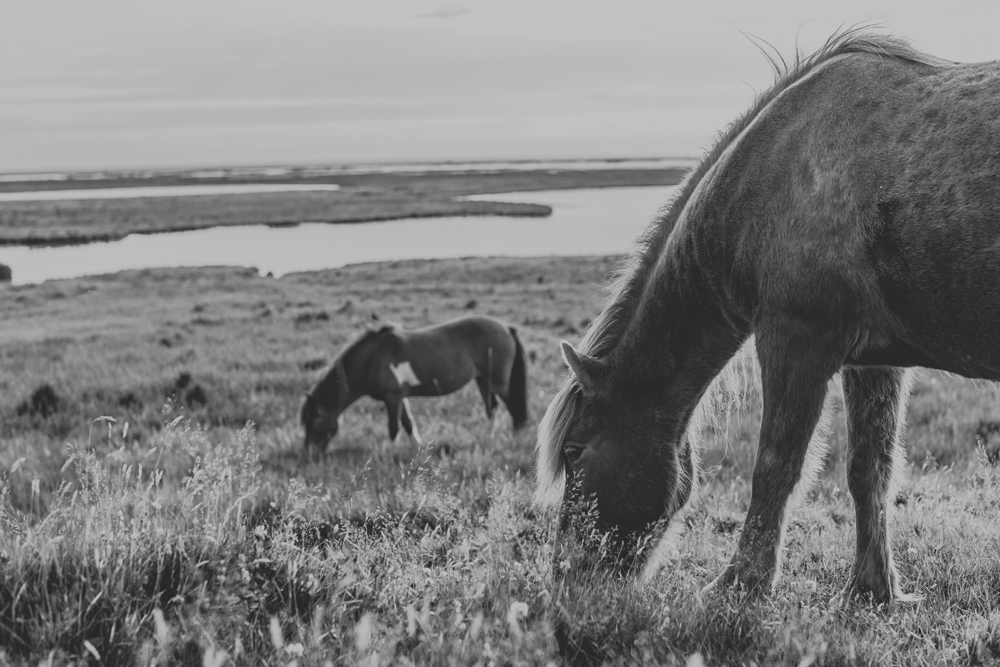 icelands-horses-grazing-black-and-white-photography